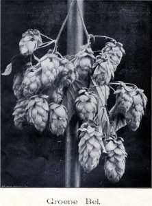 The Groene Bel in 1909, now an (almost) lost hop variety. Source: Wikimedia Commons.
