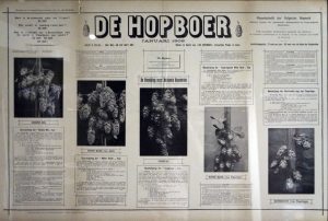 The lost hops of Belgium: Groene Bel, Coigneau, Witte Rank... Collection Hopmuseum Poperinge.