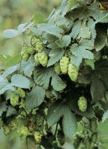 Belgian hops: making a comeback? Source: Westflandrica