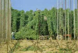 Hops harvest in Belgium: only 160 hectares left. Source: Westflandrica